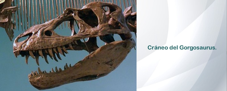 Gorgosaurus Cráneo