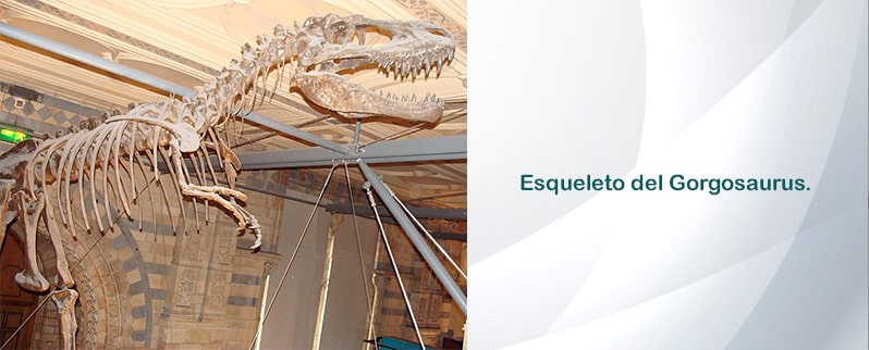 Gorgosaurus Esqueleto
