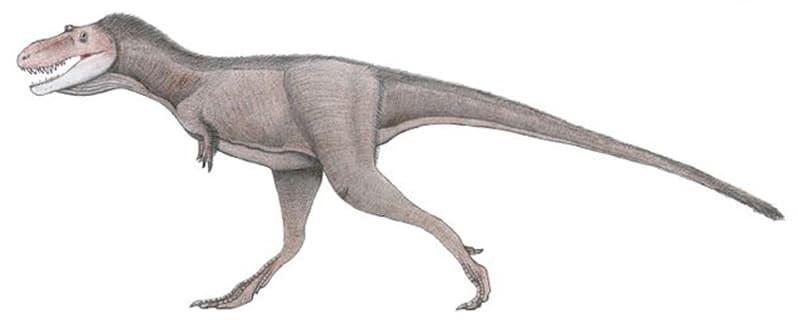 Gorgosaurus