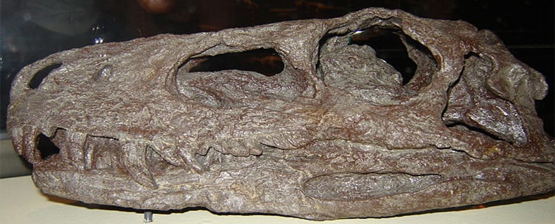 Herrerasaurus Cráneo