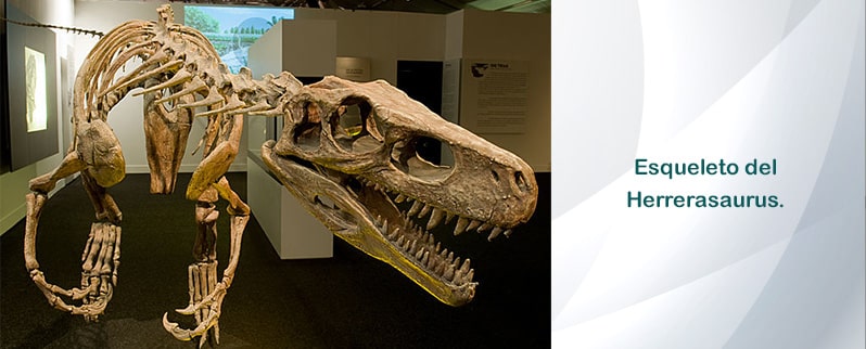 Herrerasaurus Esqueleto