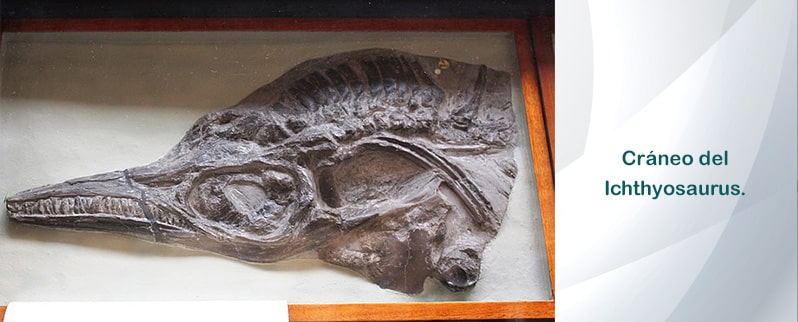 Ichthyosaurus Cráneo