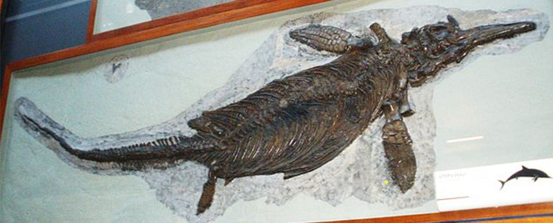 Ichthyosaurus Esqueleto