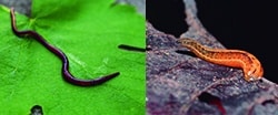 Invertebrados para niños de primaria