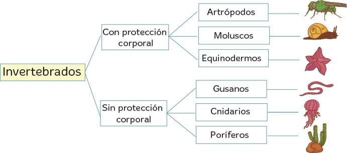 Invertebrados para niños