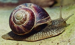 Los animales invertebrados de primaria para niños