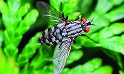 Los animales invertebrados para niños de primaria