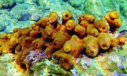 Los animales invertebrados para niños