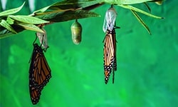 Los animales invertebrados para primaria