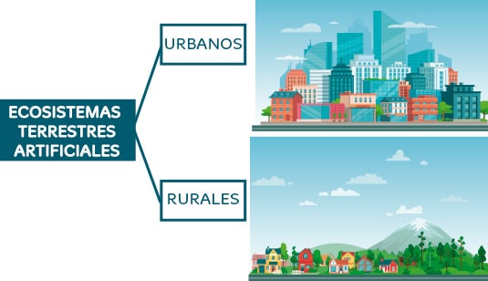 Los ecosistemas terrestres para niños en primaria