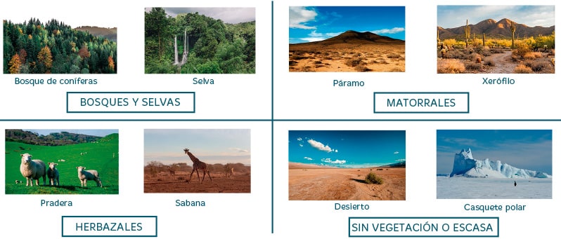 Los ecosistemas terrestres