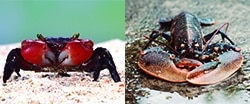 Los invertebrados para niños de primaria