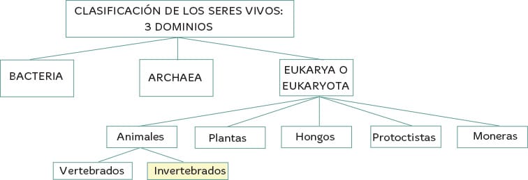 Los invertebrados para niños