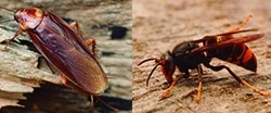 Los Invertebrados