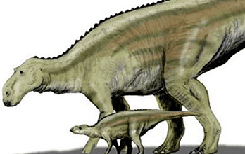 Maiasaura