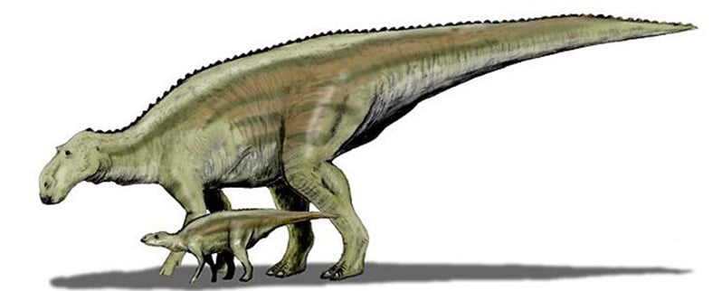 Maiasaura
