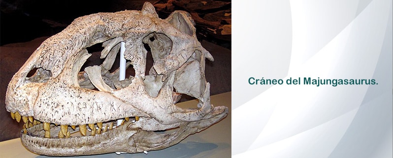 Majungasaurus Cráneo