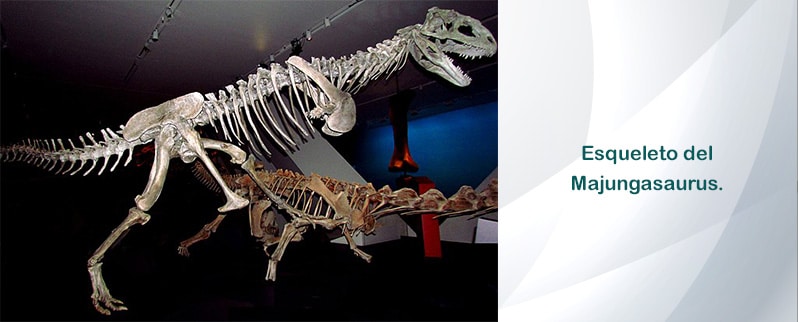 Majungasaurus