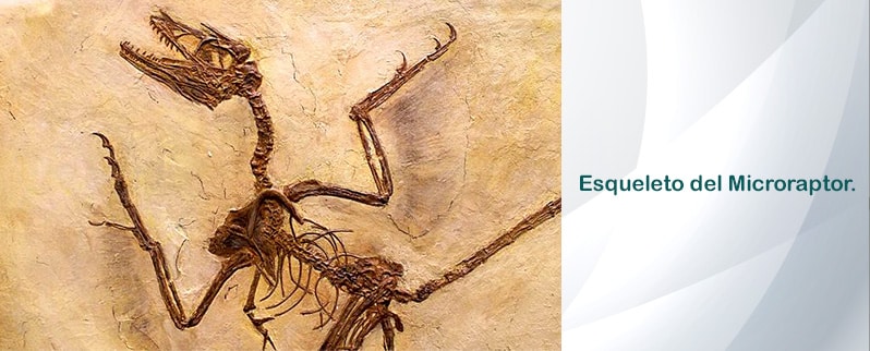 Microraptor Esqueleto