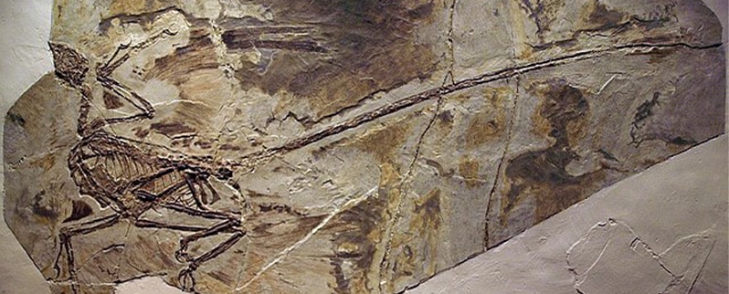 Microraptor Fosil