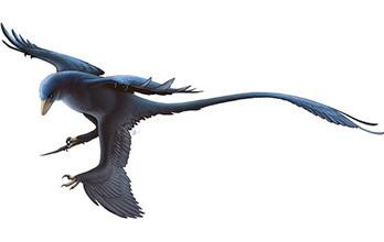 Microraptor Microraptor