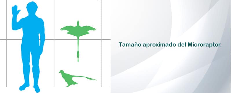 Microraptor Tamano