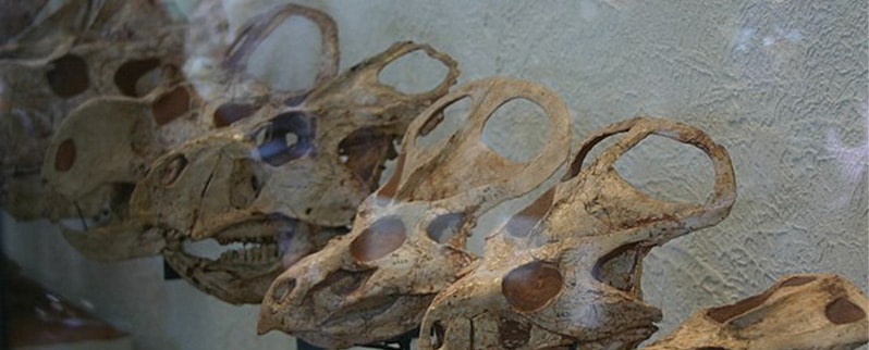 Protoceratops Cráneo