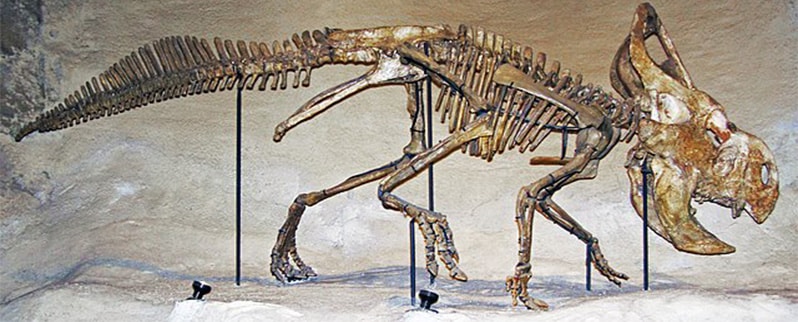 Protoceratops Esqueleto
