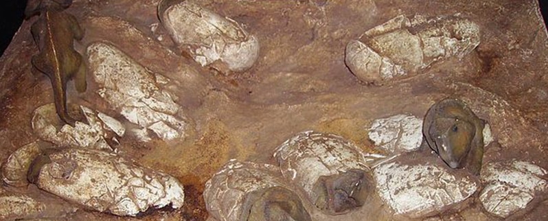 Protoceratops Huevos