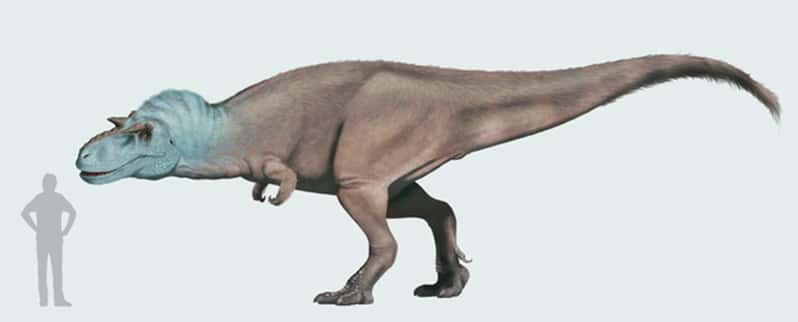 Tamaño Gorgosaurus