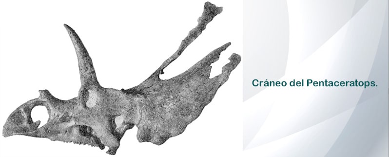Pentaceratops Cráneo