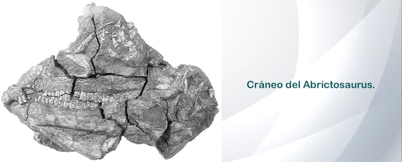 Abrictosaurus Cráneo