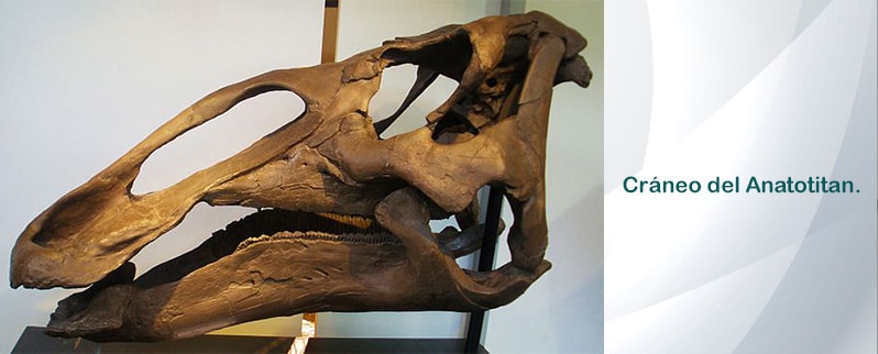 Anatotitan Craneo