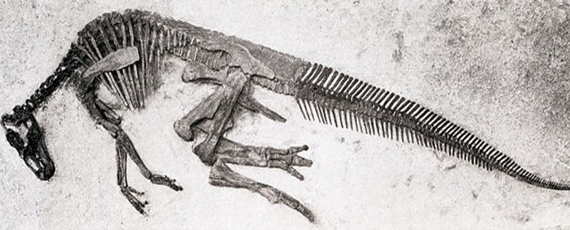 Anatotitan Esqueleto