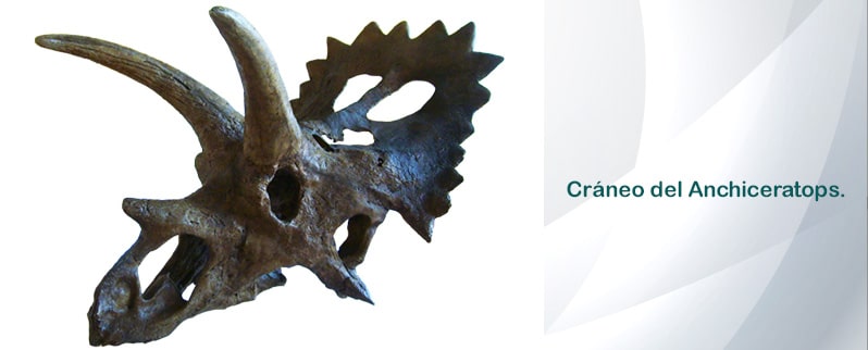 Anchiceratops Cráneo
