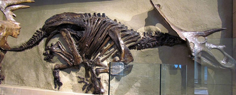 Anchiceratops Esqueleto