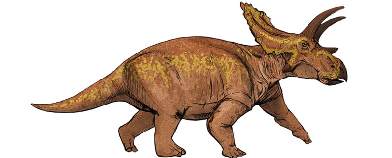 Anchiceratops