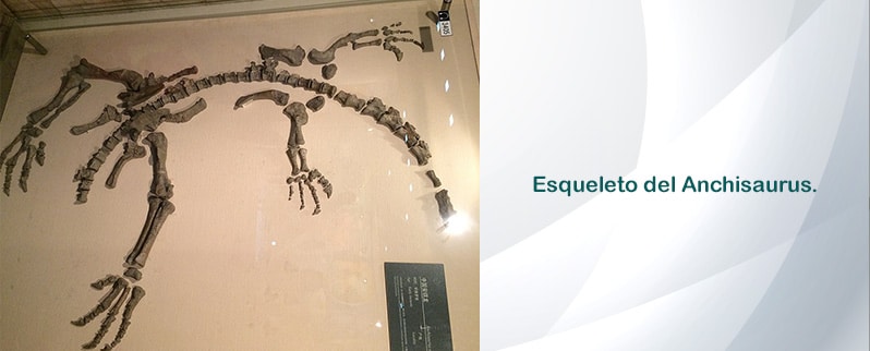 Anchisaurus Esqueleto