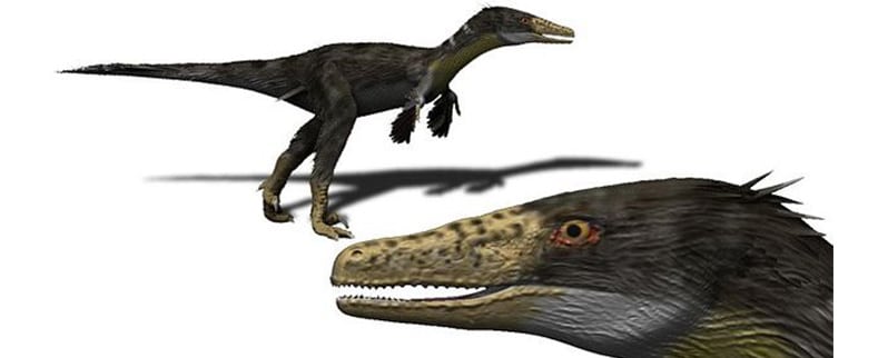 Austroraptor Cabeza