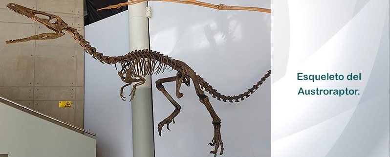 Austroraptor Esqueleto