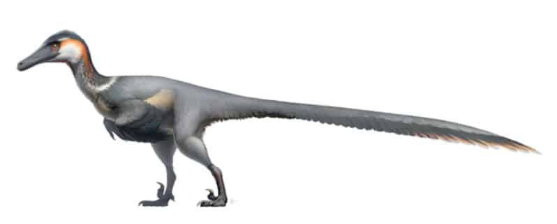 Austroraptor