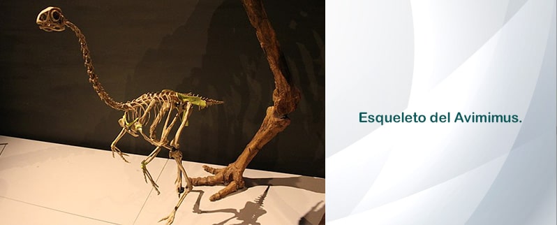 Avimimus Esqueleto