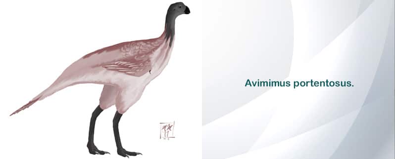 Avimimus