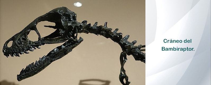 Bambiraptor Cráneo
