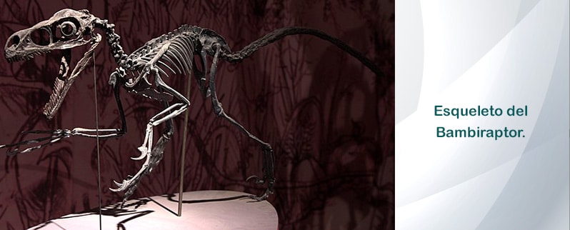 Bambiraptor Esqueleto
