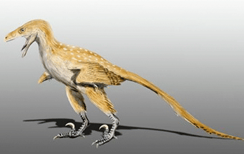 Bambiraptor