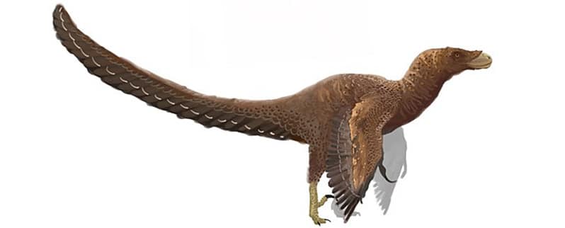Bambiraptor