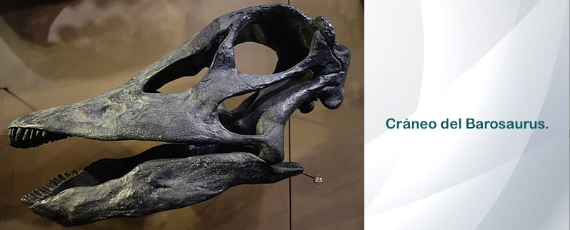 Barosaurus Cráneo