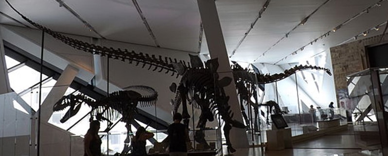 Barosaurus Esqueleto