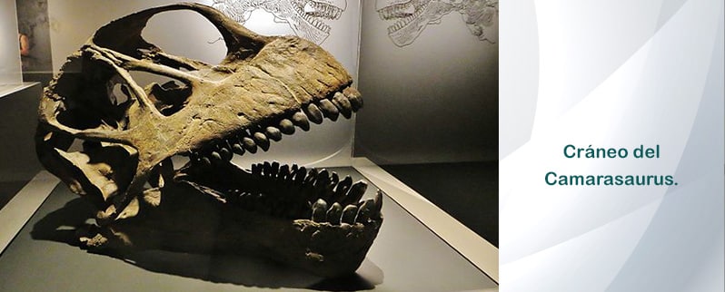 Camarasaurus Craneo